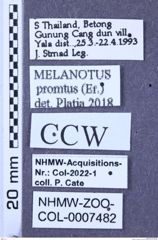 Etiketten zu Melanotus promptus (NHMW-ZOO-COL-0007482)